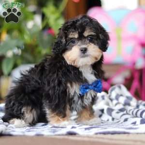 Snickers, Shih-Poo Puppy